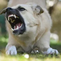 Bărbat de 80 de ani, omorât de un câine, când tăia niște păsări. Animalul, plasat într-un adăpost  - Foto: Foto: Pexels.com (Imagine cu rol ilustrativ)