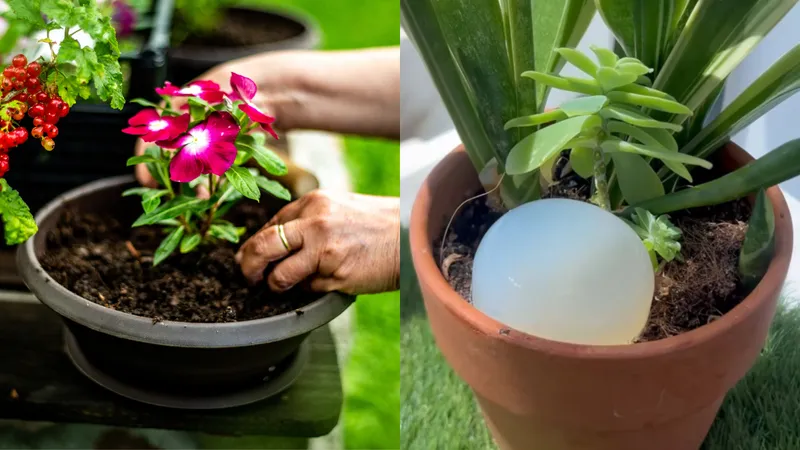 Trucul simplu pentru a-ți uda plantele și florile în timp ce ești în vacanță sau departe de casă - Foto: Istock / imagine cu rol ilustrativ