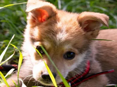 Târg de adopții de căței în Parcul Izvor. 15 căței prietenoși își așteaptă familiile - FOTO: Facebook