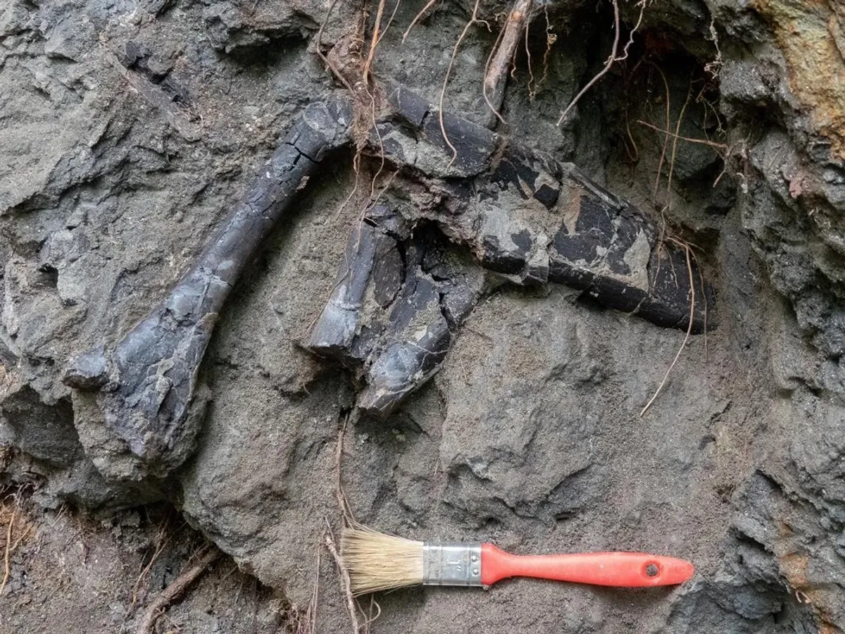 Descoperire în Transilvania - Foto: Elte