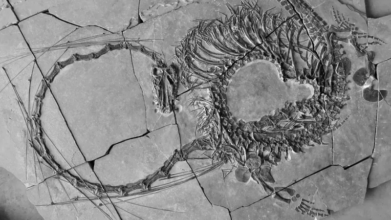 Misterul fosilei de „dragon” veche de 240 milioane ani - Foto: CNN