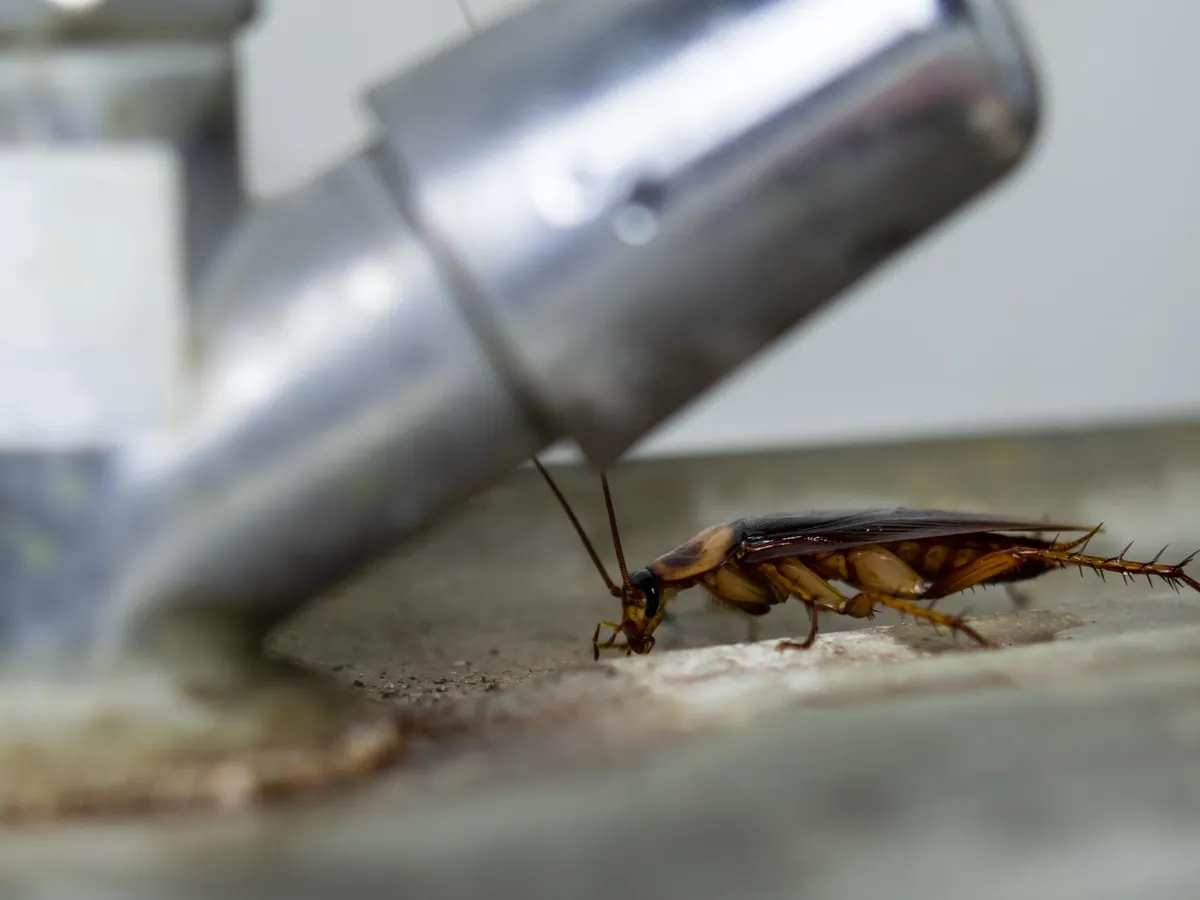 Gândac de bucătărie - Foto: Freepik (Imagine cu rol ilustrativ)