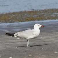 O nouă specie de pasăre a fost descoperită pe teritoriul României. De unde provine? - Foto: Societatea Ornitologică Română/ Facebook
