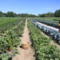 330 de euro primesc cei care muncesc în agricultură. Vezi în ce condiții se acordă stimulentele Foto: Profimedia Images (fotografie cu caracter ilsutrativ)