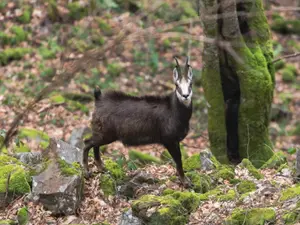 Capră neagră - Foto: Facebook/ Parcul Natural Apuseni