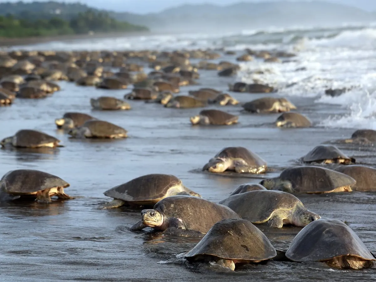 Playa Tortuga - Foto: Profimedia Images