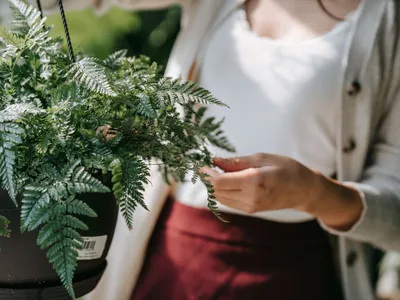 O femeie atinge ușor o ferigă într-un ghiveci - Foto: Pexels (Imagine cu rol ilustrativ)