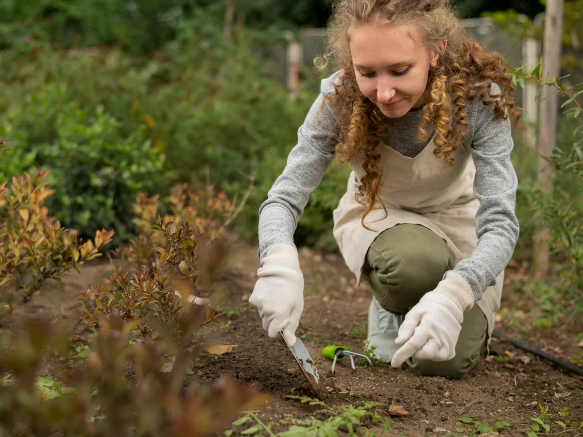 Când se plantează castraveții în grădină? Vezi la ce distanță trebuie să îi pui corect și când să îi culegi