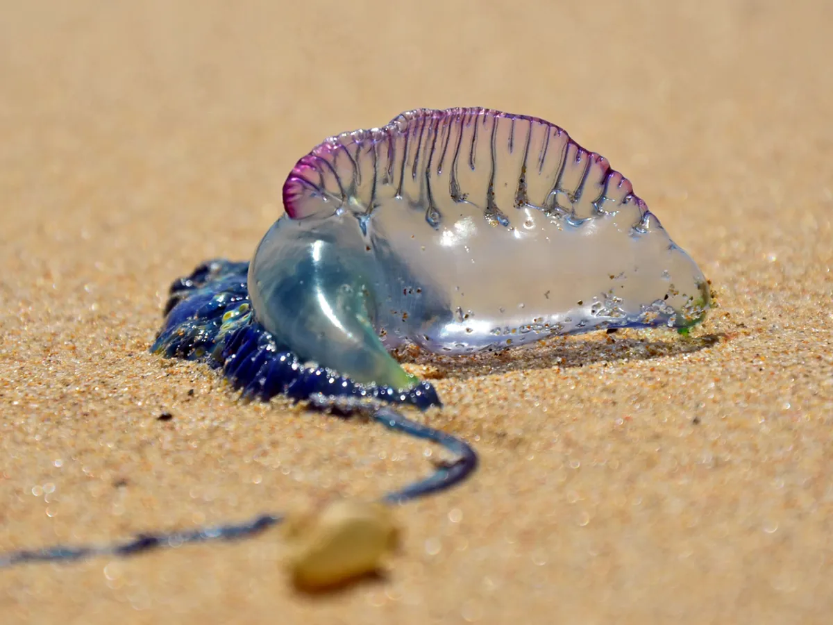 Invazie de meduze pe mai multe plaje frecventate de români. Este vorba despre o specie otrăvitoare - Foto: Profimedia / imagine cu caracter ilustrativ