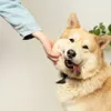 Câine - Foto: Pexles (Imagine cu rol ilustrativ)