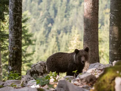 Tragedie în pădure. Un urs urcat într-un copac a ucis bărbat după ce a fost împușcat. A căzut pe el - Foto: Profimedia images