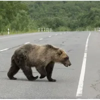 Alertă urs-Foto: infomures