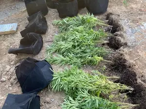 Cultură de cannabis descoperită de DIICOT- Foto: DIICOT