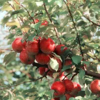 Recoltă culeasă direct de clienţi, o modă nouă în rândul amatorilor de legume și fructe naturale Foto: Pexels (fotografie cu caracter ilsutrativ)
