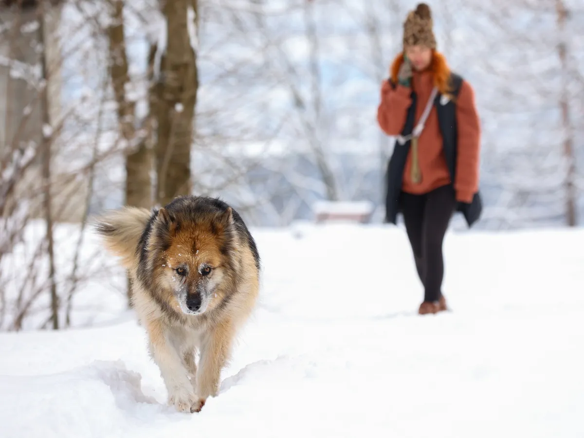 Cum îngrijim animalele pe vreme de iarnă - FOTO  Inquam Photos / Simion Sebastian Tataru