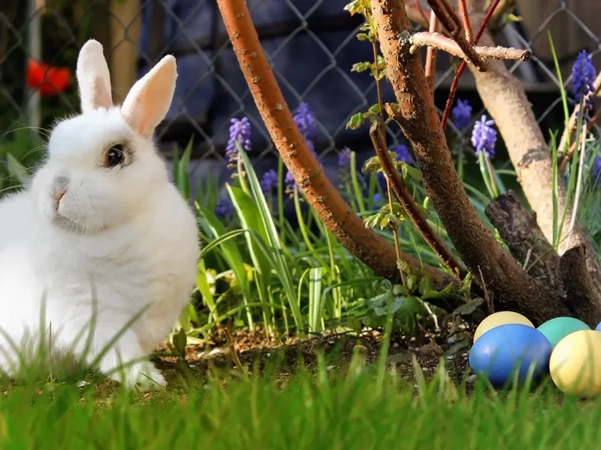 Care este povestea Iepurașului de Paște? Cum a devenit simbolul primăverii