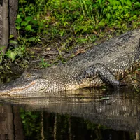 Un aligator imens a fost găsit într-un parc. Cineva îl ținea ca animal de companie și l-a abandonat - FOTO: Profimedia Images