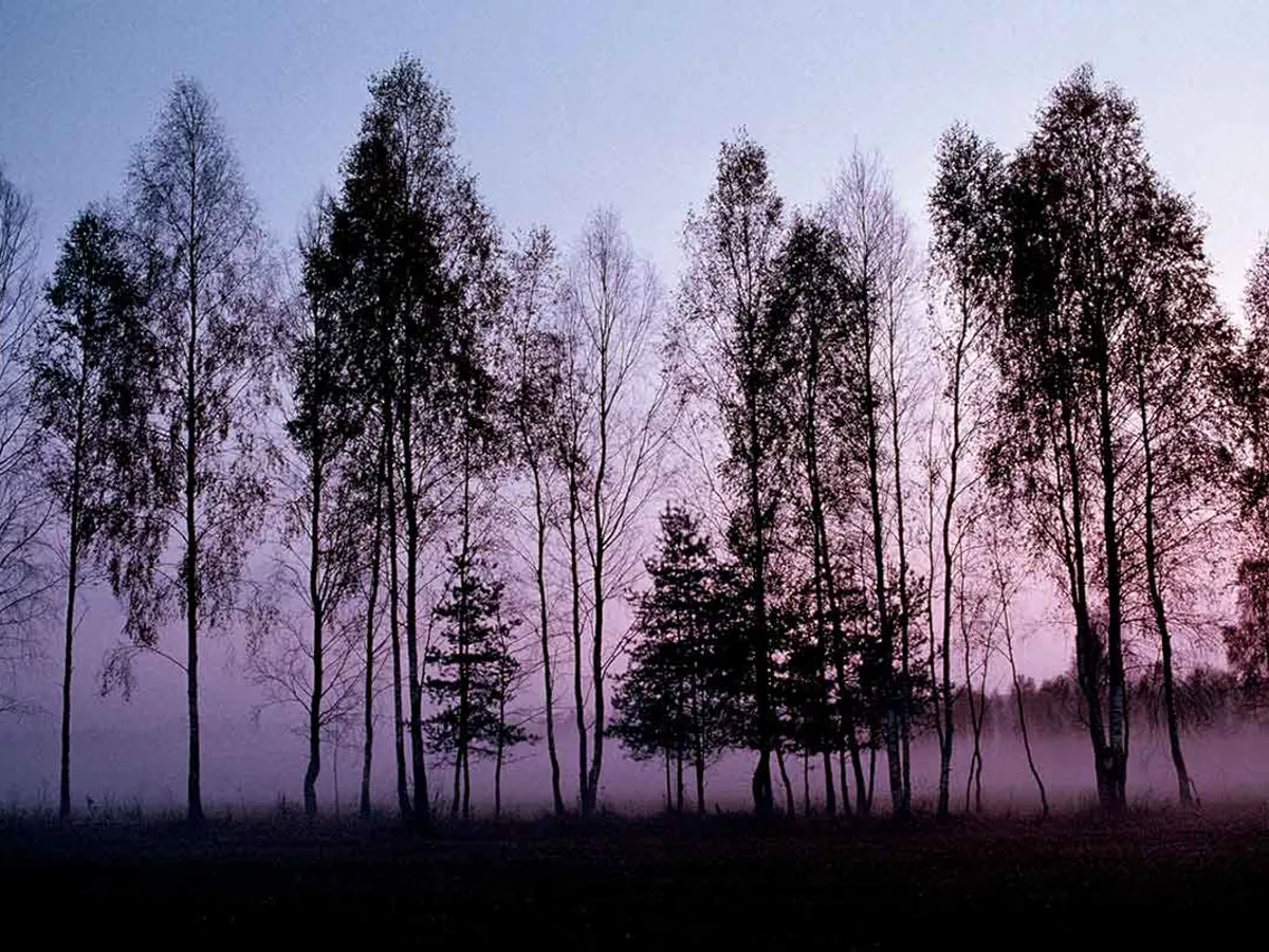 Pădurea Bialowieza - Polonia