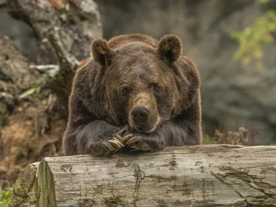 Urs stând cu botul pe labe - Foto: Magnific (cu rol ilustrativ)