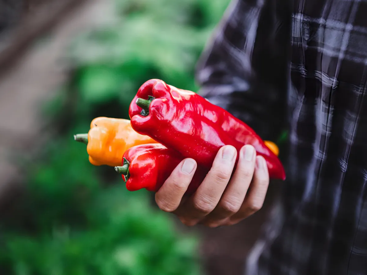 O mână de fermier care ține ardei proaspăt recoltați în mâini - Foto: Freepik (Imagine cu rol ilustrativ)