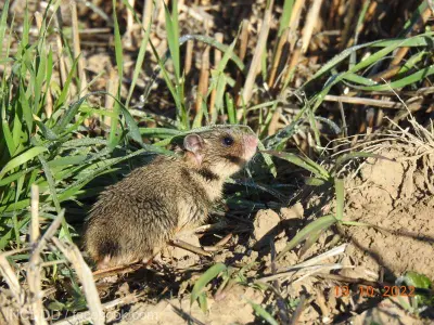 Hamster dobrogean - Foto: Agerpres