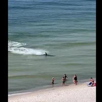 Un rechin ciocan se apropie, incredibil, la 2-3 metri de plaja Orange Beach din Florida. / Foto: 1079ishot.com