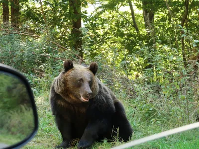 Urs atacat cu spray lacrimogen pe Transfăgărășan. Se cere sancționarea vinovatului - Foto: Profimedia / imagine cu caracter ilustrativ