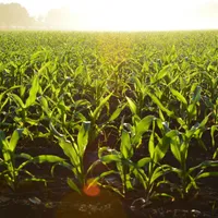 Peste 1,2 miliarde lei vor ajunge la fermierii români. Statul vrea să susțină hrana sănătoasă Foto: Pexels (fotografie cu caracter ilustrativ)