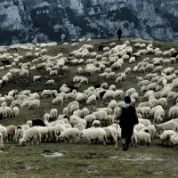 Un judeţ din România a intrat cu transhumanţa în patrimoniul UNESCO - Foto: Flickr/Ştefan Jurcă - imagine cu caracter ilustrativ