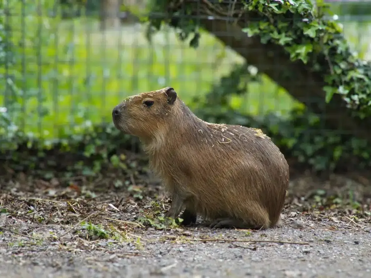 Samba capibara