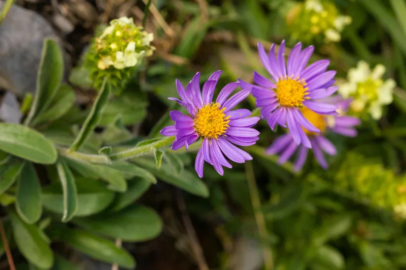 Delosperma Foto: Freepik (imagine cu rol ilustrativ)