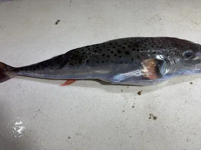 Peste Foto: Facebook/Insitut