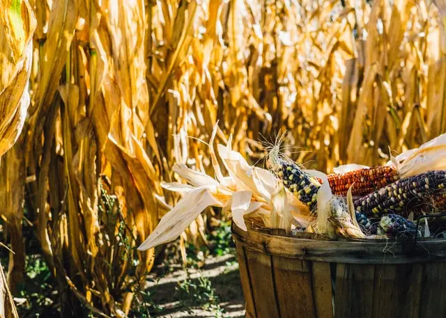 Furnizorii de gaze le spun fermierilor francezi să lase recolta de porumb pe câmp/FOTO: Unsplash