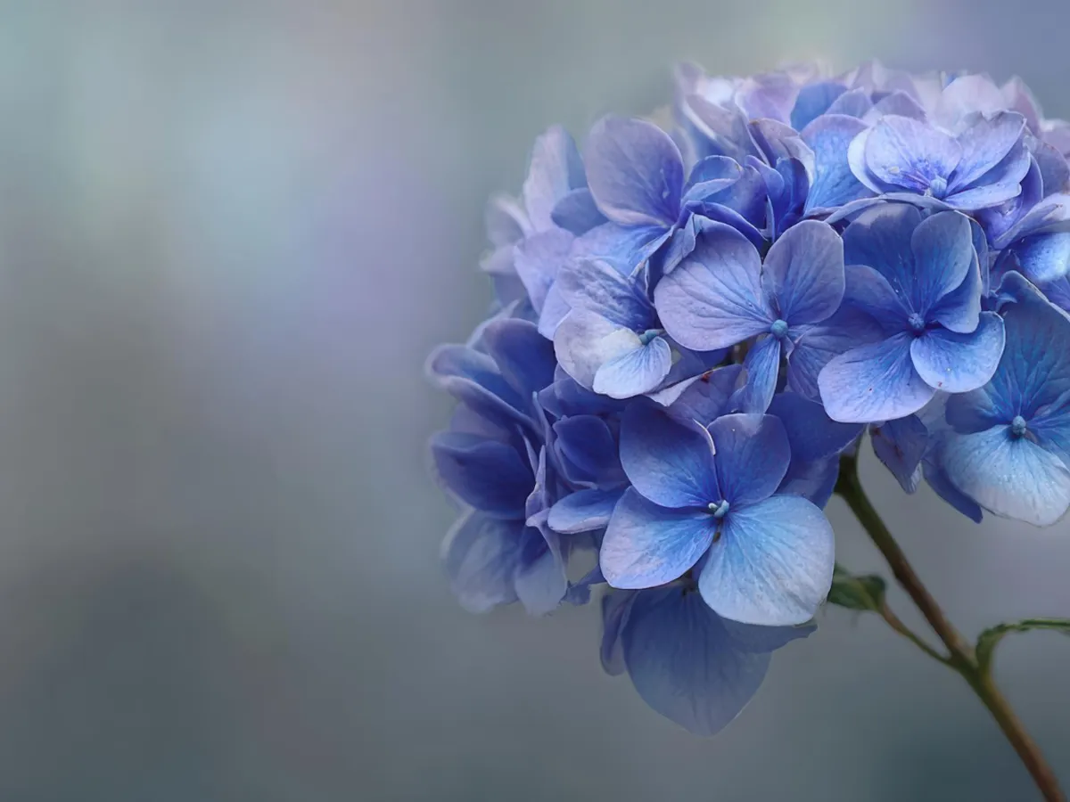 Hortensie Foto: Freepik (imagine cu rol ilustrativ)