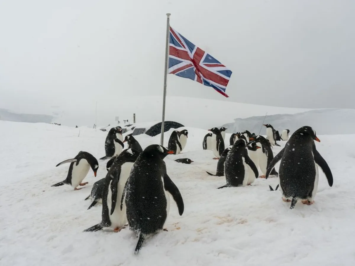 Pinguini Gentoo înconjoară un steag Union Jack al Marii Britanii, la Baza Port Lockroy, din Antarctica, pe Insula Wiencke - Foto: Profimedia Images