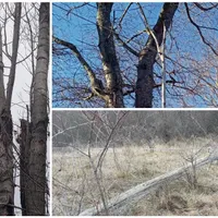 Cabluri de electricitate legate de copaci, sprijinite cu prăjini și stâlpi căzuți - Foto: AlbaPres.ro