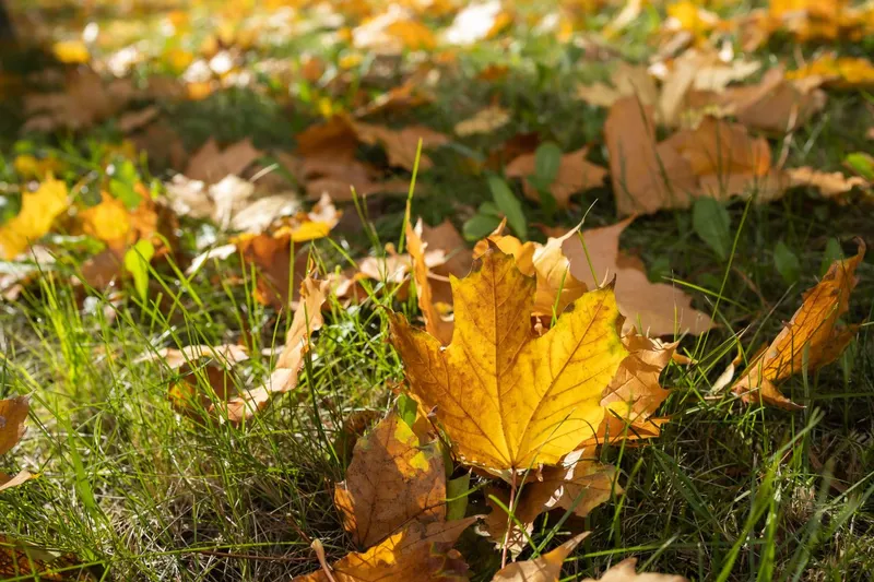 Frunze - Foto: Pexels (Imagine cu rol ilustrativ)