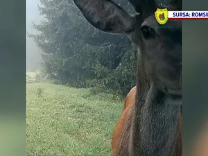 Imaginea zilei vine din Parcul Retezat: un cerb a fost surprins cum își făcea un selfie în cameră Foto: protv.ro captură