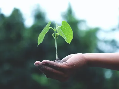 Vor fi plantați arbori și arbuști în capitală- Foto: PEXELS PHOTOS/Akil Mazumder