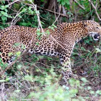 Pe care continent trăiesc cele mai multe specii de animale? De ce unele vor muri de mâna omului? - Foto: Profimedia Images