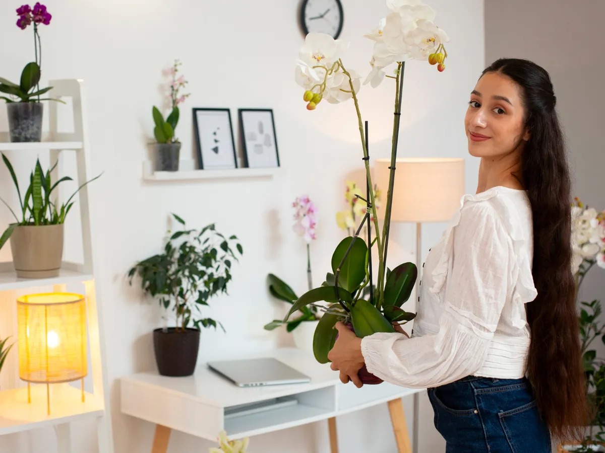 Plantele Feng Shui care aduc noroc în casă. Fiecare cameră trebuie să aibă o plantă diferită. Cum le așezi?
