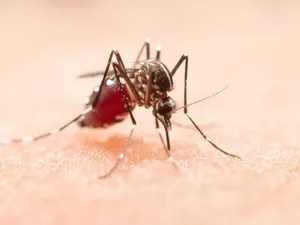 Opt cazuri de West Nile, înregistrate de la începutul lunii iunie. Recomandările doctorilor - Foto: Freepik (Imagine cu rol ilustrativ)
