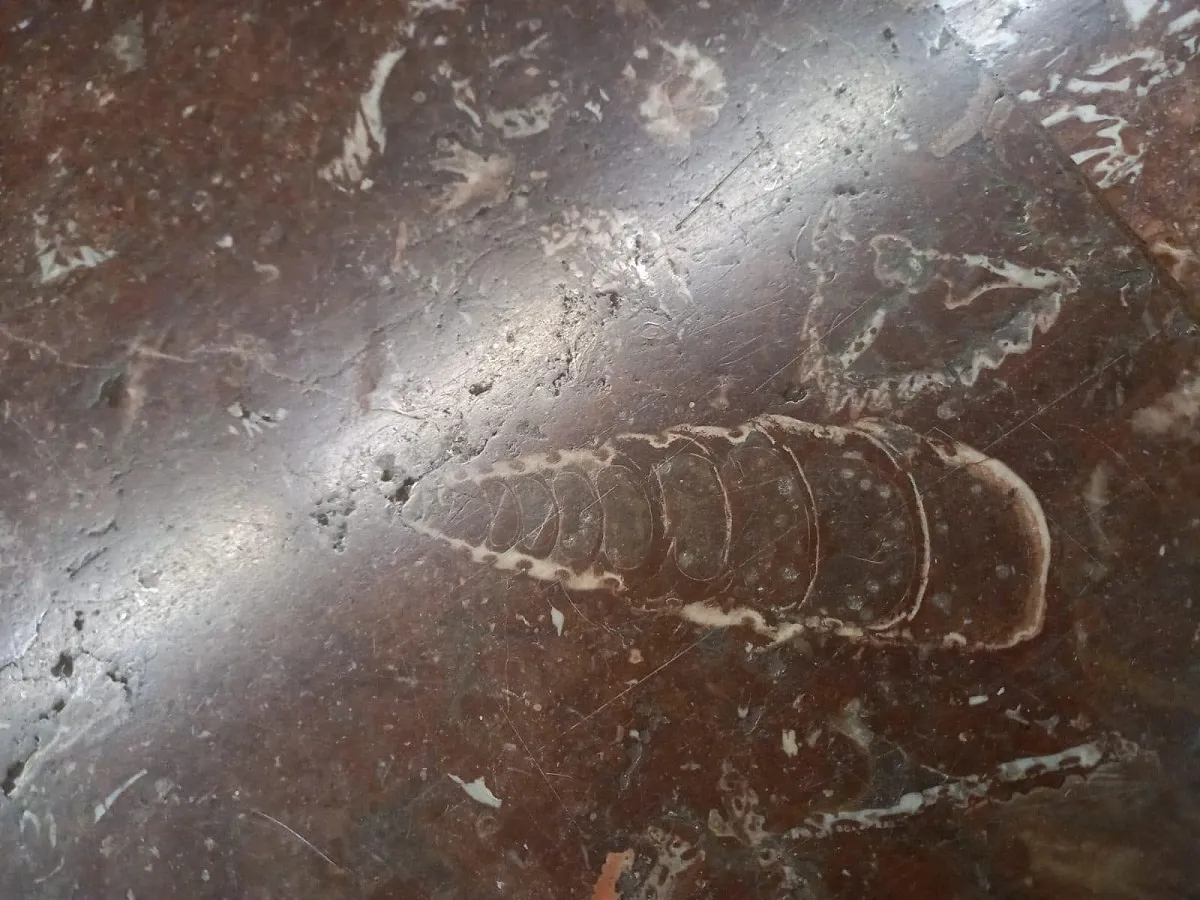 Fosile metrou