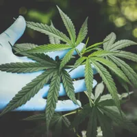 Plantă de canabis- Foto: PEXELS PHOTOS