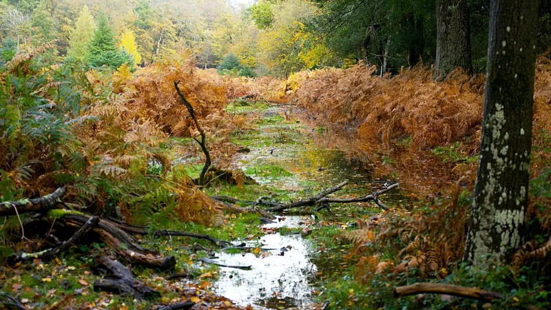 Crengi căzute de la vânt- Foto: PEXELS PHOTOS