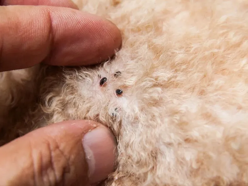 Frunzele de copac care te scapă pe vecie de purici. Benefice și pentru animale. Le găsești oriunde - Foto: Profimedia Images (imagine cu rol ilustrativ)