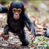 O nouă specie de maimuțe se transformă în oameni /foto: New Scinetist