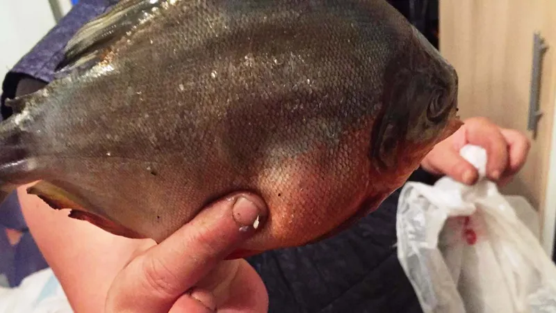 Mai mulți pești Piranha au fost prinși de localnici în weekend Foto: jurnalmm.ro