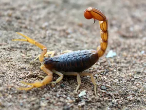 Scorpionul se afla într-o ladă cu banane. FOTO: Pexels.com