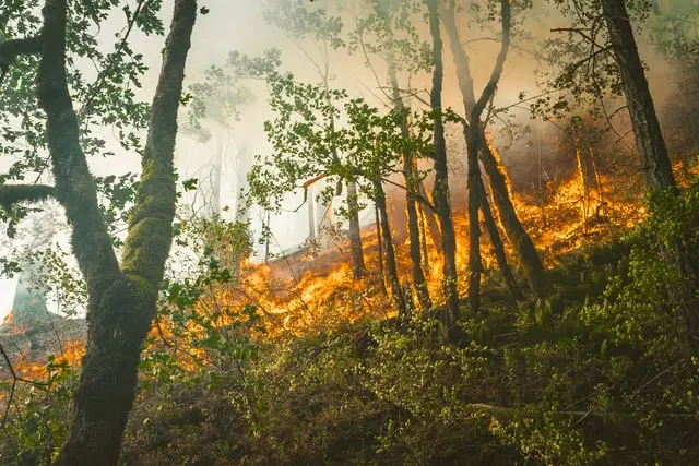 Incendiu de proporții în Parcul Naţional „Porţile de Fier”. Pompierii sunt ajutați si de localnici/FOTO: Unsplash